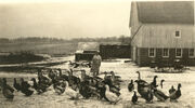 Dora Harjes - Farm.jpg