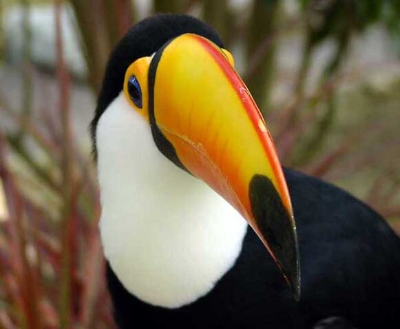 Fichier:Toucan 02.jpg