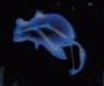 Constellation Tachigami.jpg