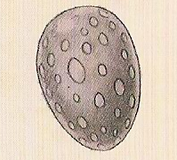 European Dragon Egg