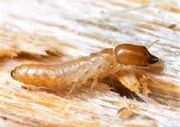 Alate after mating