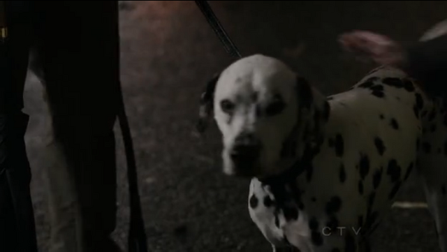 Ficheiro:Pongo.png