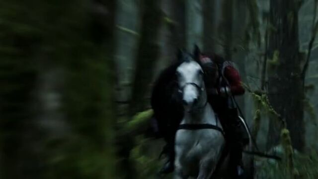 Ficheiro:Cavalo01.jpg