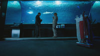 4x11 M. Gold requin Ursula aquarium