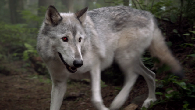 Bestand:107Wolf.png