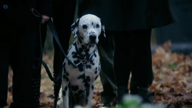 Archivo:Pongo.png