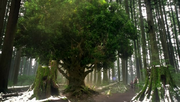 Shot 1x20 Verzauberter Baum.png