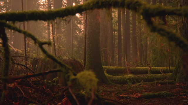 Fichier:5x13 forêt de Storybrooke des Enfers.png