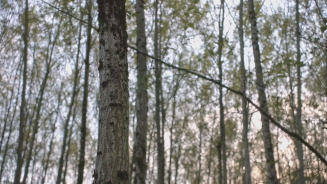 Fichier:5x08 forêt calédonienne.png