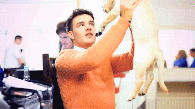 File:Liam-payne-puppy.gif