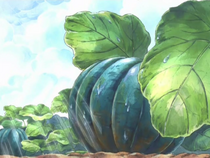 Conaches.png
