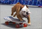Dogust