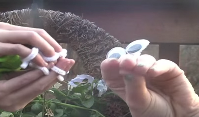 File:ONH Venus Flytrap.png