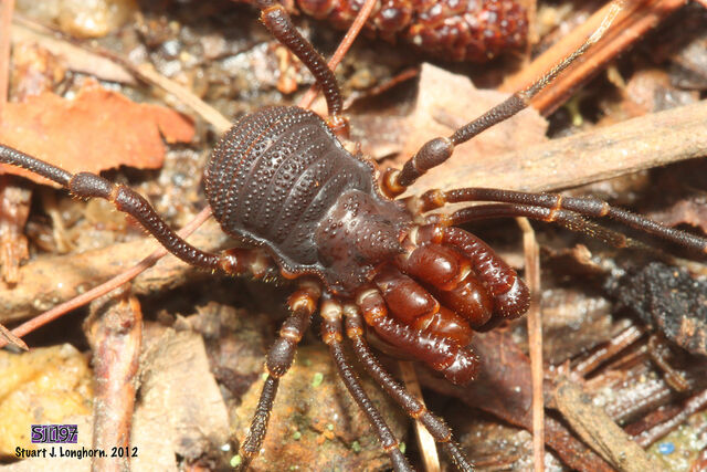 File:Paramitraceras Honduras by Stuart.jpg