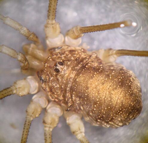 File:Opilio parietinus 1024.jpg