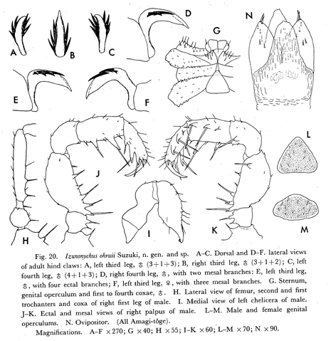 File:Izunonychus ohruii Suzuki-1975c-36.png