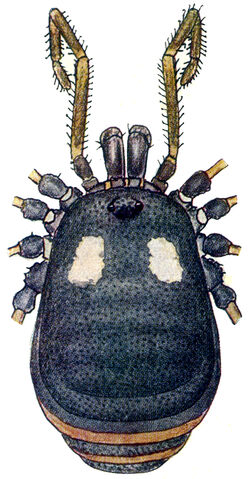 File:Nemastoma lugubre (Muller, 1776) by Silhavy 1956a.jpg
