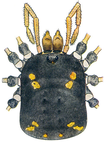 File:Paranemastoma quadripunctatum (Perty, 1833) by Silhavy 1956a.jpg