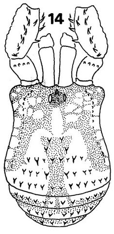 File:Nuncia spinulosa.jpg