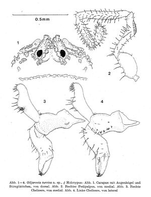 Giljarovia turcica Gruber 1976