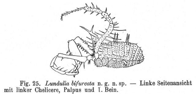 File:Lundulla bifurcata Roewer-1927a.png