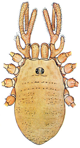 File:Dicranopalpus gasteinensis Doleschal, 1852 by Silhavy 1956a.jpg