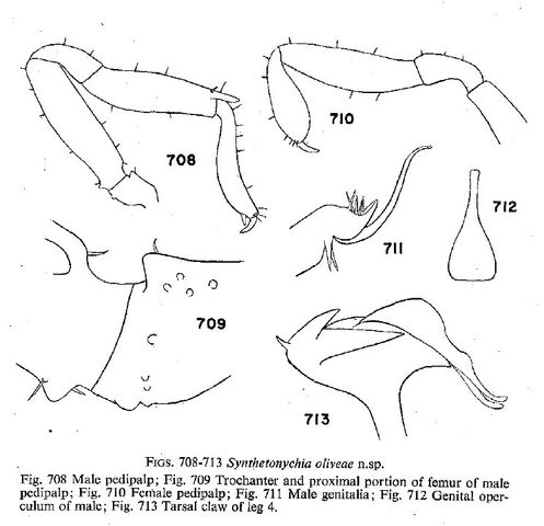 File:Synthetonychia oliveae Forster-1954.jpg