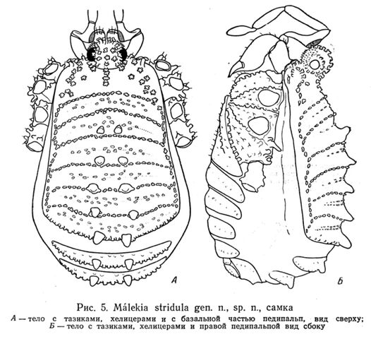 File:Giljarovia stridula (Kratochvíl, 1959).jpg