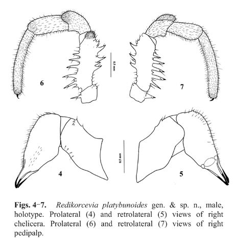File:Redikorcevia platybunoides Snegovaya & Starega 2008a - fig 2.jpg
