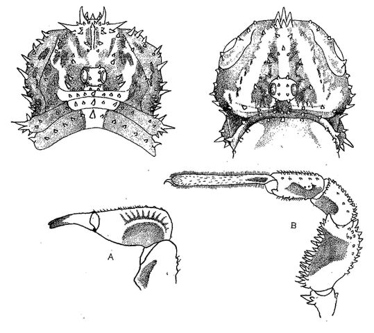File:Himalphalangium spinulatum by Saito 1936.jpg