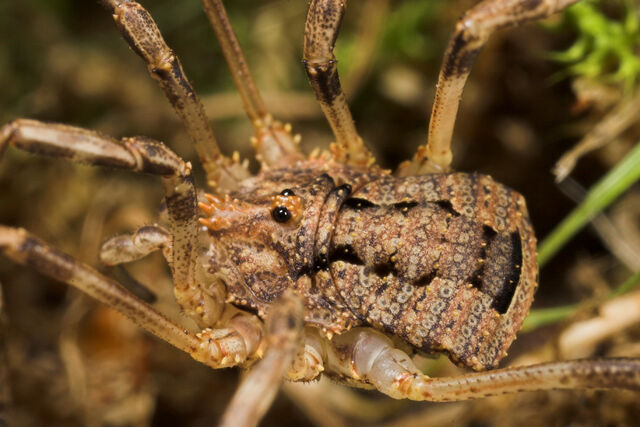 File:Odiellus spinosus male from UK by Paul Richards.jpg