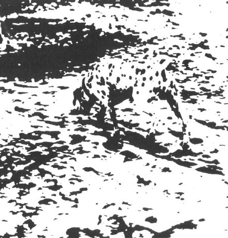 File:Gestalt Dalmatian.jpg