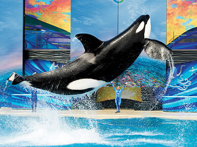 52dcfedb13394088b2260397cb4b8f90 onewhale460x345