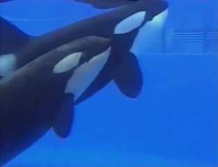 K5
