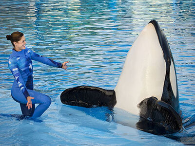 E0b9d0fd9ebb409fa1ee8f6e6217996d killerwhale4 460x345