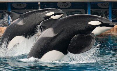 Taima tilikum 834