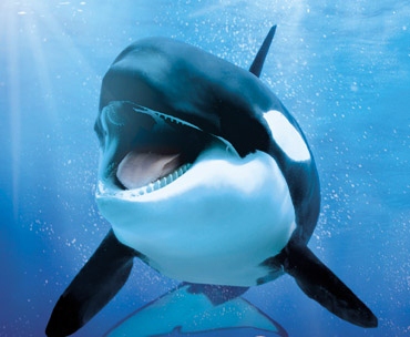 Loro parque 2