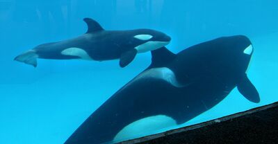 Kalia's calf 29