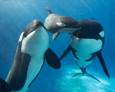 Kalia's calf 36