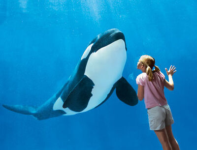 Seaworld-orlando5