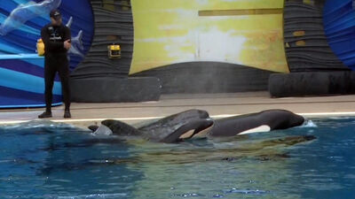 Kalia's calf 16