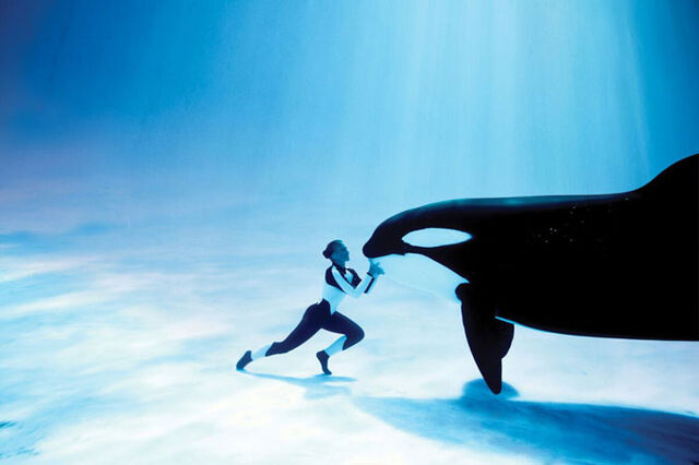 File:Seaworld-orlando-shamu1.jpg
