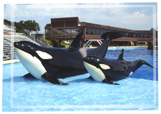 Kasatka nakai