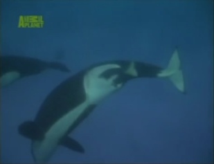 Kohana 6