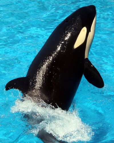 Vb makani fgdctrtuy7