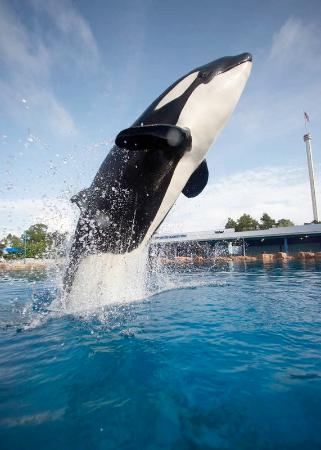 Sea-world-shamu