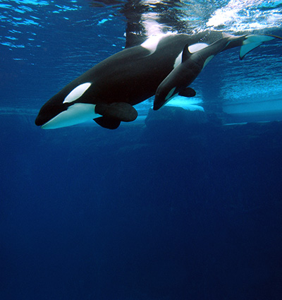 Category:Takara's Gallery | Orca Pod Wiki | Fandom powered by Wikia