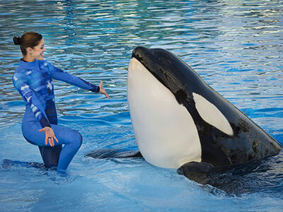 Eedfe3c2310545af9904c2da74e979aa killerwhale3 460x345