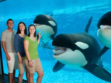 Animal-shows-and-photo-experience-at-seaworld-orlando-with-shamu
