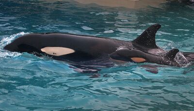 Kalia's calf 22